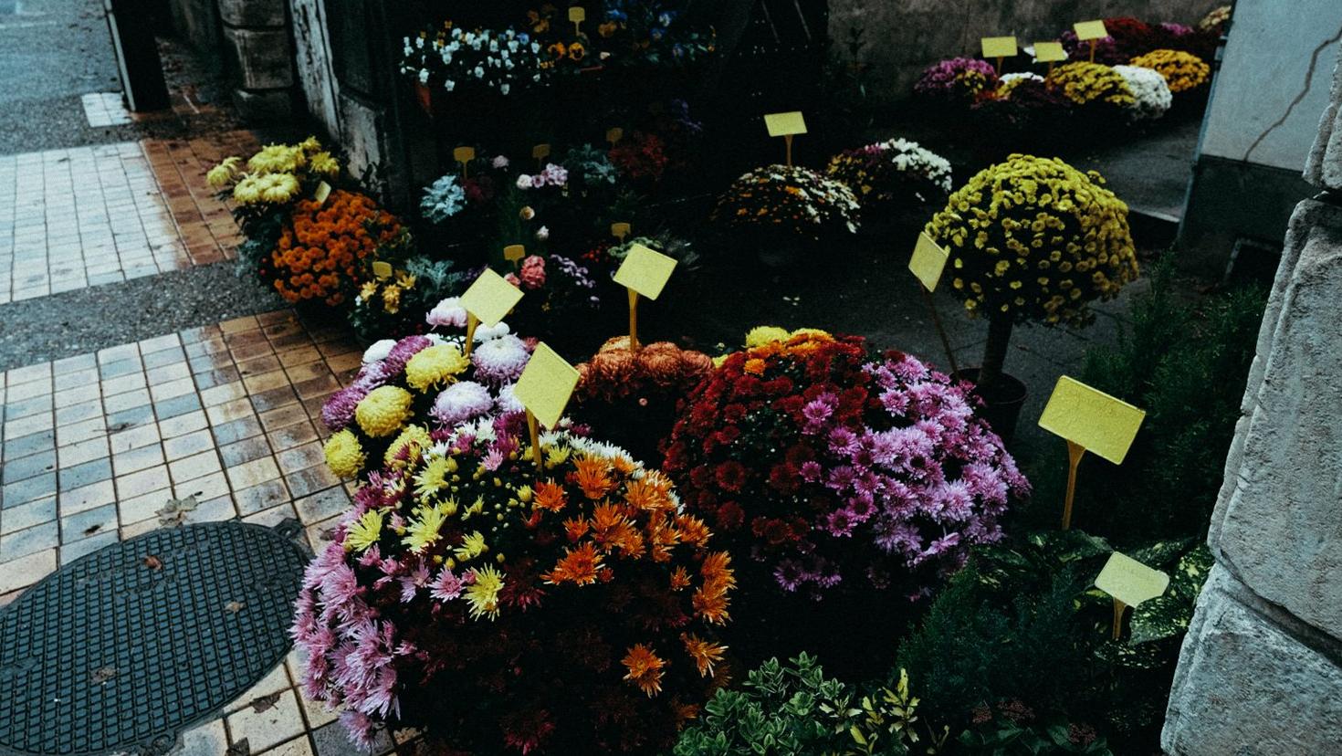 Beginner bloemschikken